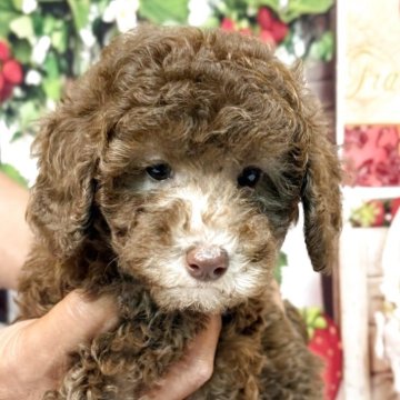 トイプードル(トイ)【奈良県・男の子・2025年7月28日・カフェオレ】の写真「超希少！✨世にも珍しいカフェオレ色の男の子✨✨✨」