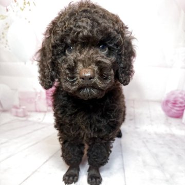 トイプードル(トイ)【奈良県・男の子・2025年7月16日・ブラウン】の写真「🐾レアカラー✨ブラウンの人懐っこい男の子🐾」