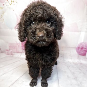 トイプードル(トイ)【奈良県・男の子・2025年7月16日・ブラウン】の写真「🐾レアカラー✨ブラウンの人懐っこい男の子🐾」