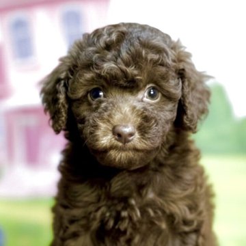 トイプードル(トイ)【奈良県・女の子・2025年10月5日・ブラウン】の写真「“特別色”の癒しプリンセス🩷」