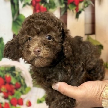 トイプードル(トイ)【奈良県・女の子・2025年7月28日・ブラウン】の写真「🩷愛され上手なブラウンガール🩷」