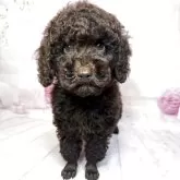 トイプードル(トイ)