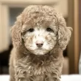 トイプードル(トイ)