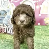 トイプードル(トイ)