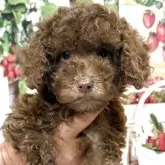 トイプードル(トイ)