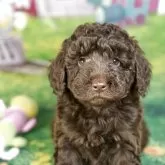 トイプードル(トイ)