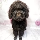 トイプードル(トイ)
