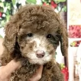 トイプードル(トイ)