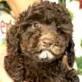 トイプードル(トイ)