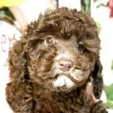 トイプードル(トイ)