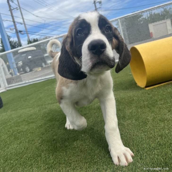 ブリーダー画像