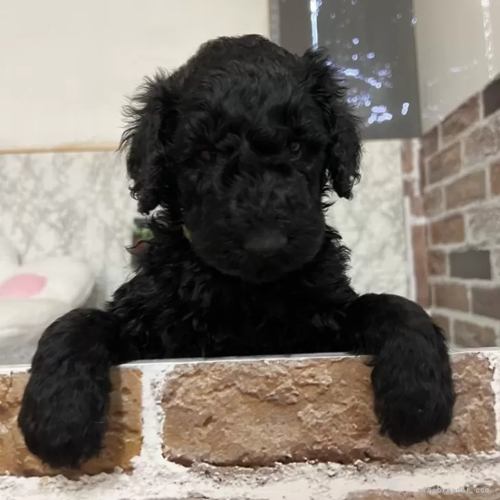 ID:2502-00391の子犬