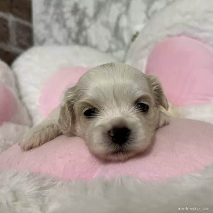 ID：2411-05619の子犬