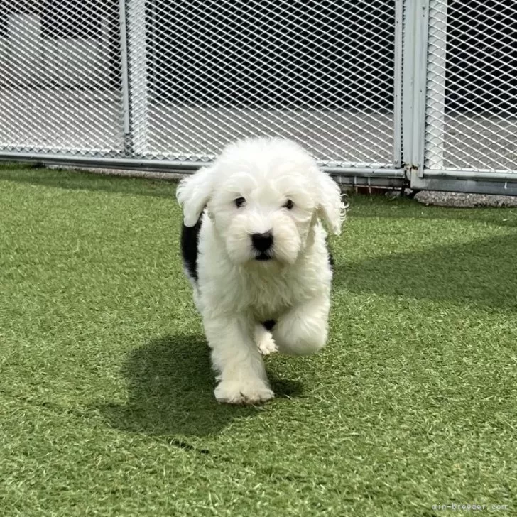 ID：2504-06314の子犬