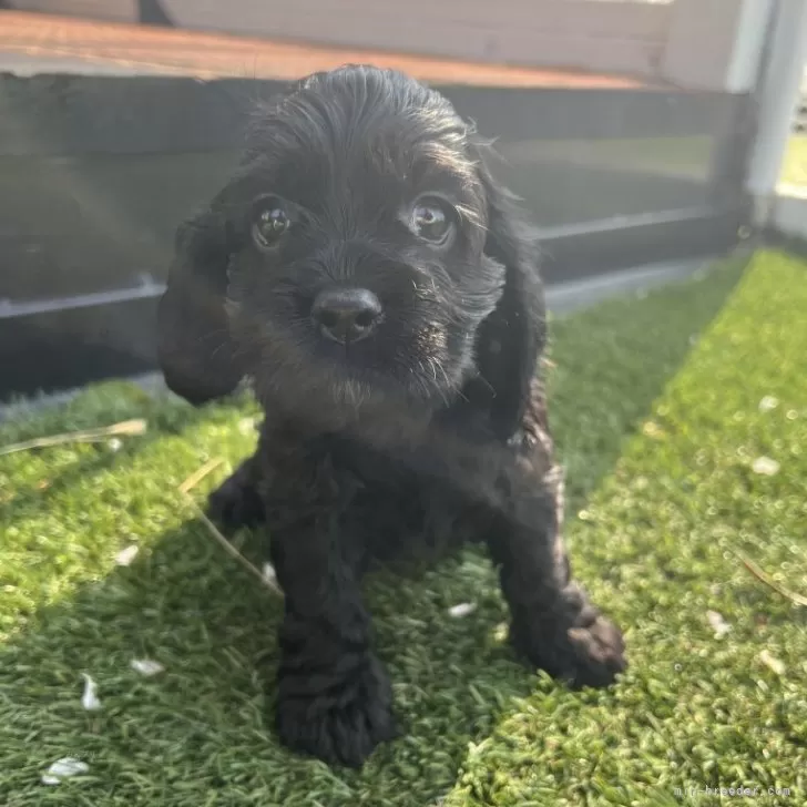 ID:2504-00040の子犬