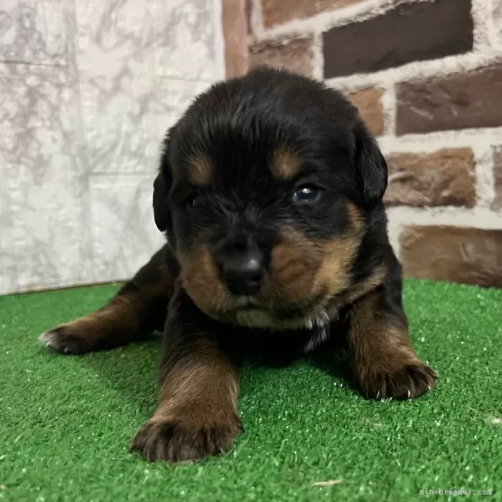 ID：2503-07552の子犬