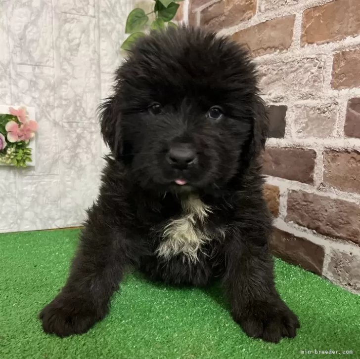 ID:2412-05142の子犬