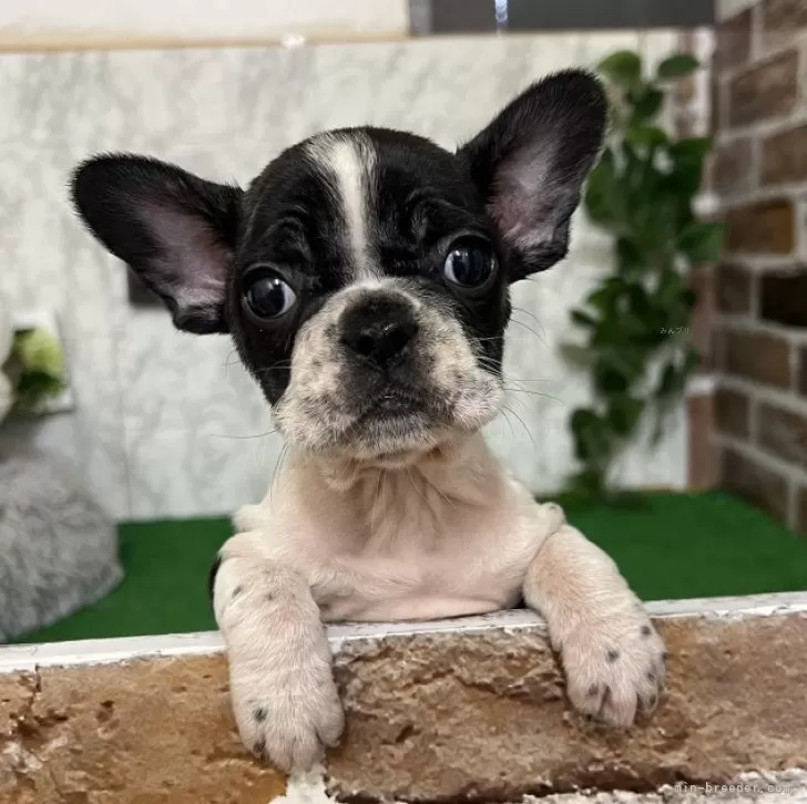 ID：2412-01439の子犬
