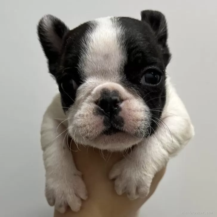 ID：2501-02055の子犬