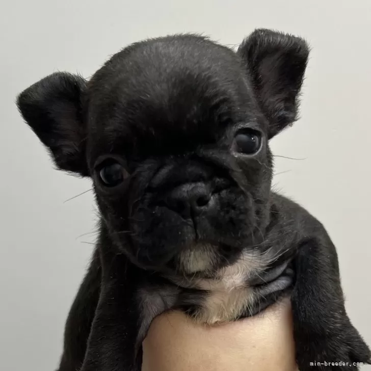 ID:2501-02056の子犬