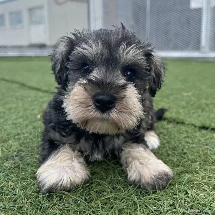 ID：2507-05161の子犬