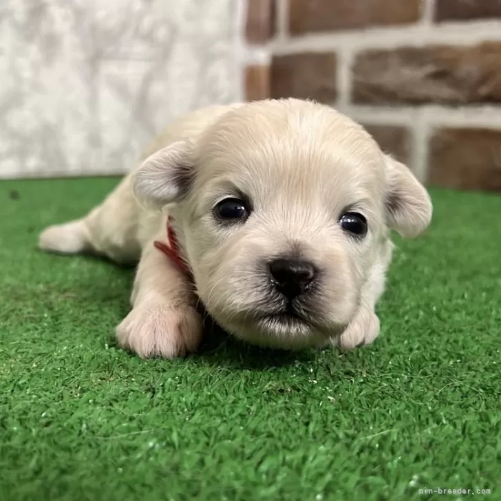 ミックス(ペキニーズ×ビションフリーゼ)【愛知県・男の子・2025年10月11日・ホワイト】の写真1