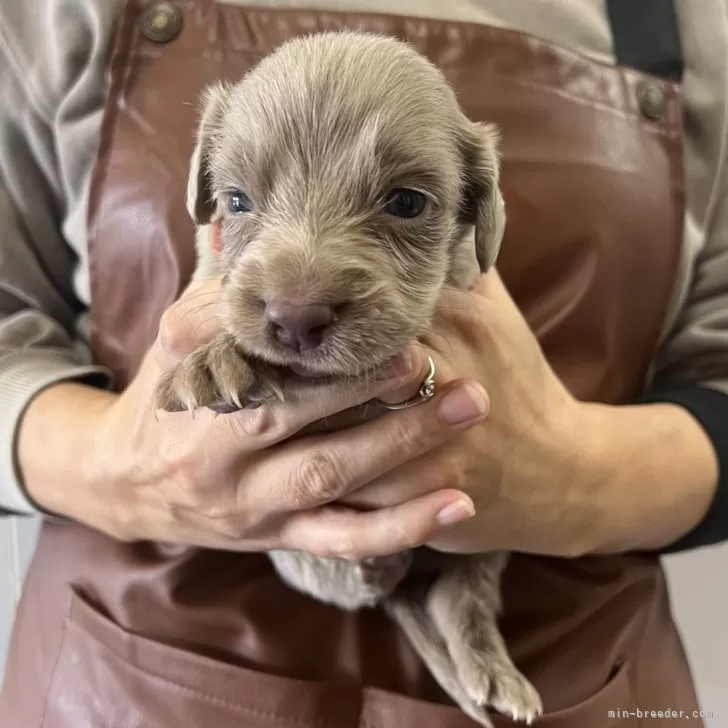 ID:2412-06038の子犬