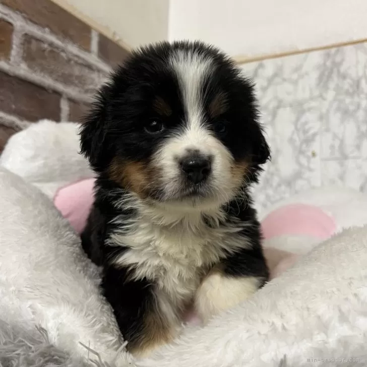 ID：2503-08376の子犬