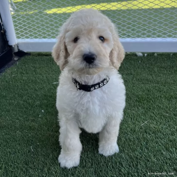 ID：2410-05726の子犬