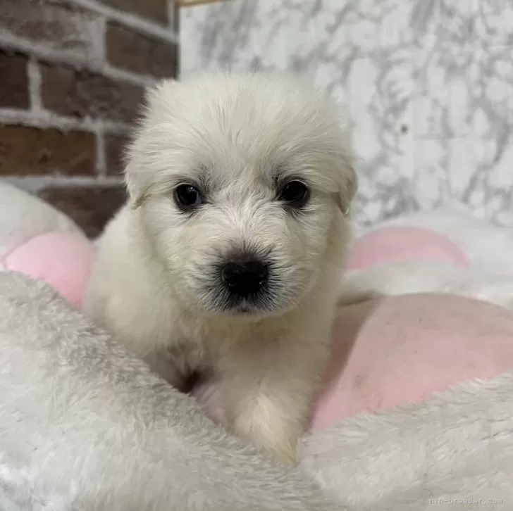 ノブヒロ 様のお迎えした子犬