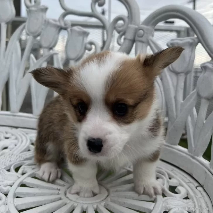 ID:2502-06808の子犬