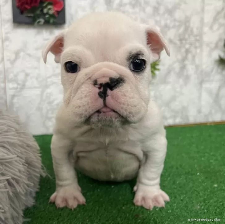 ID：2412-02649の子犬