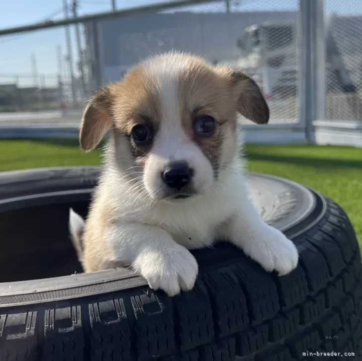 ウェルシュ・コーギー・ペンブローク【愛知県・女の子・2025年10月11日・レッド&amp;ホワイト】の写真1