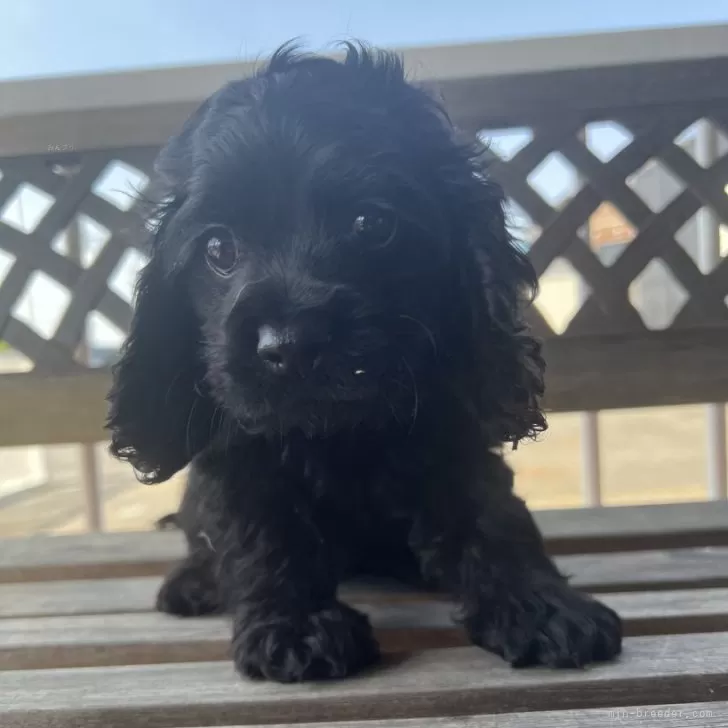 ID：2505-01562の子犬