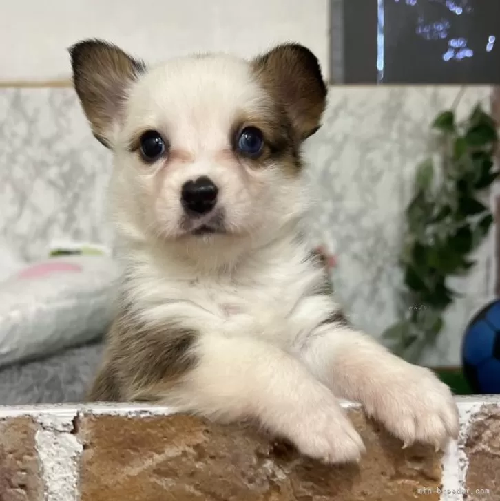 ID：2411-07831の子犬