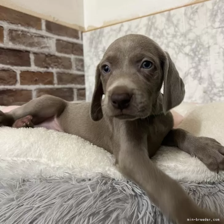 ID:2506-02480の子犬