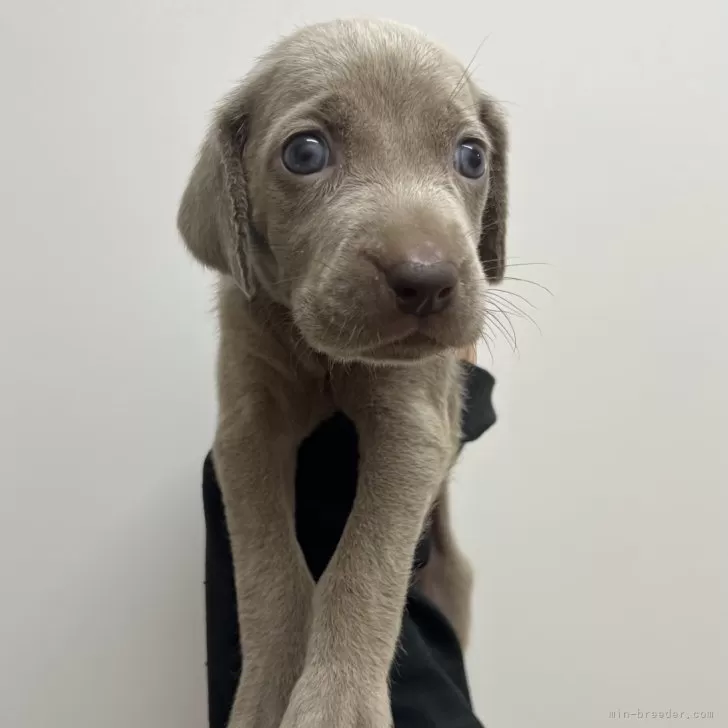 ID：2508-05328の子犬