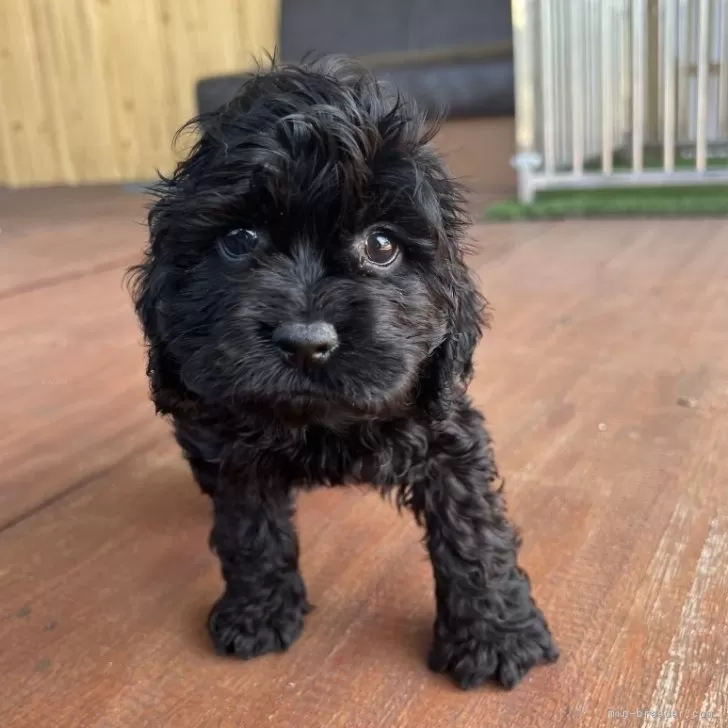 ID：2504-00034の子犬