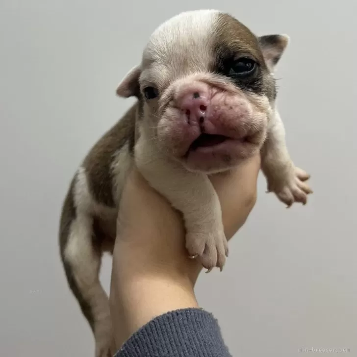 ID:2411-04615の子犬