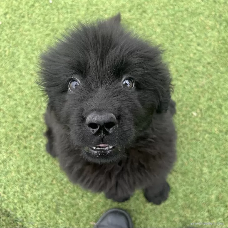 ピノ 様のお迎えした子犬