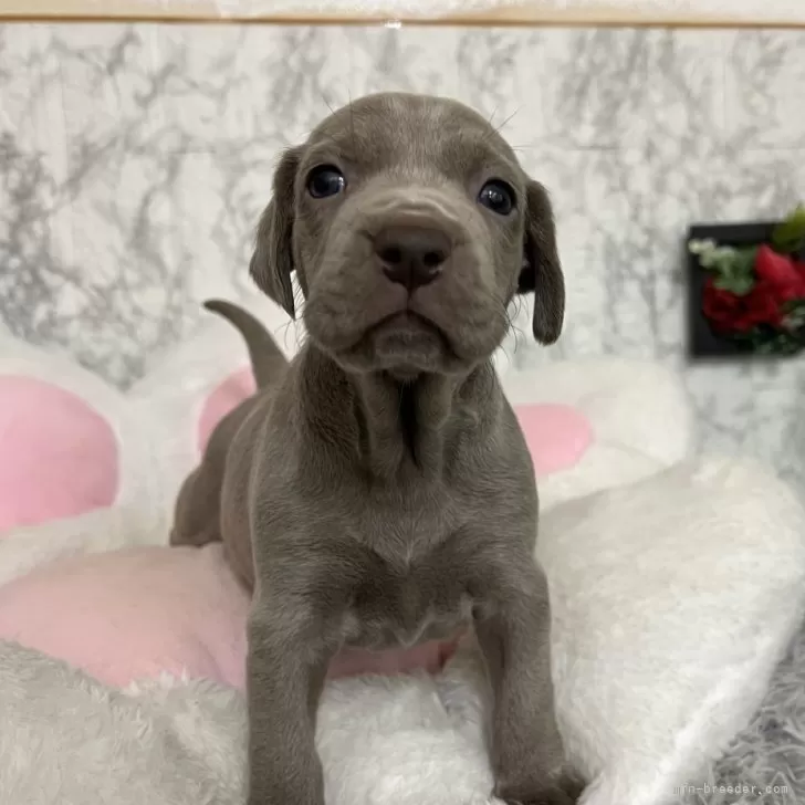 S.S 様のお迎えした子犬
