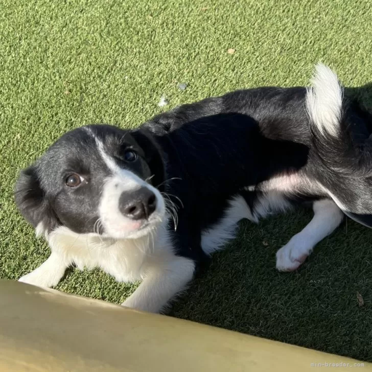 ID：2507-03222の子犬