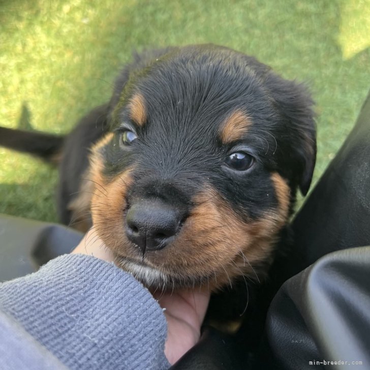 Y.I 様のお迎えした子犬