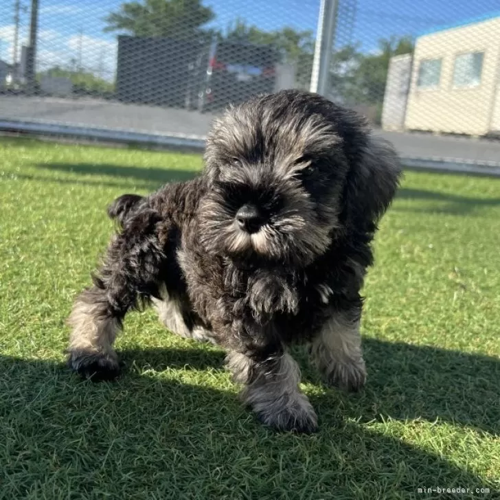 ID:2507-01757の子犬