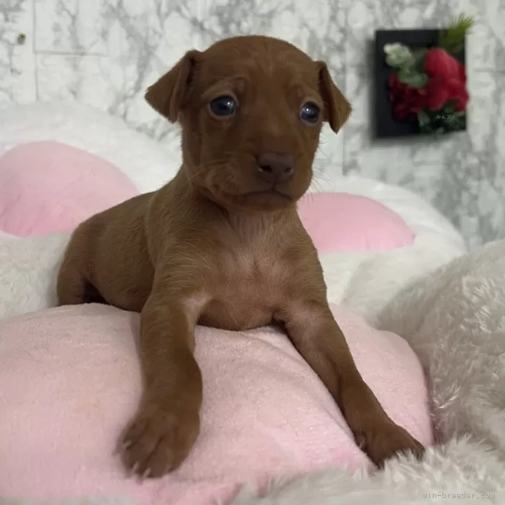 ID:2412-03041の子犬
