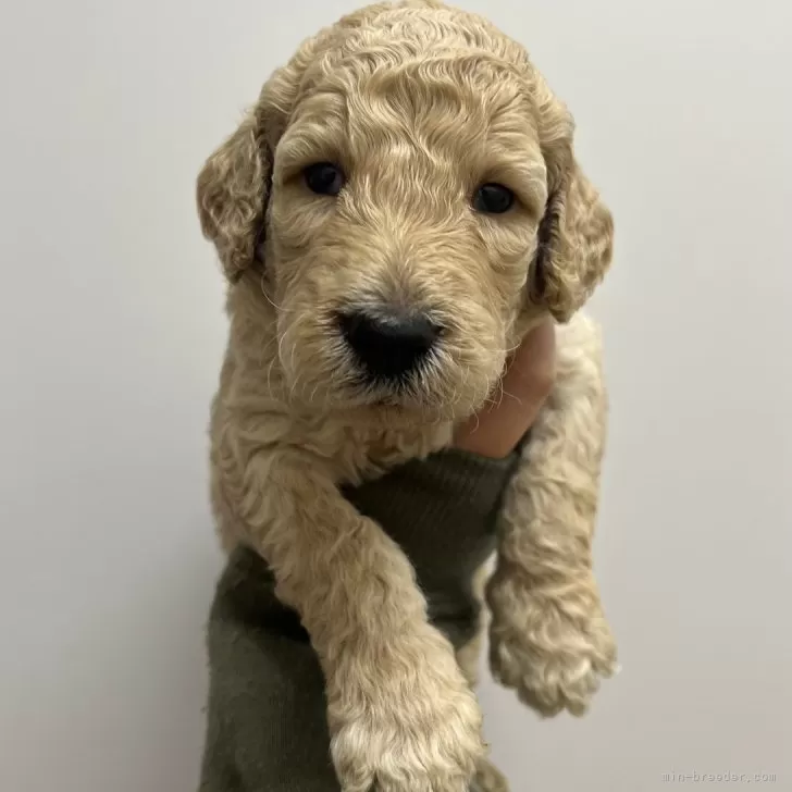 スタンダードプードル【愛知県・男の子・2025年11月14日・アプリコット】の写真1