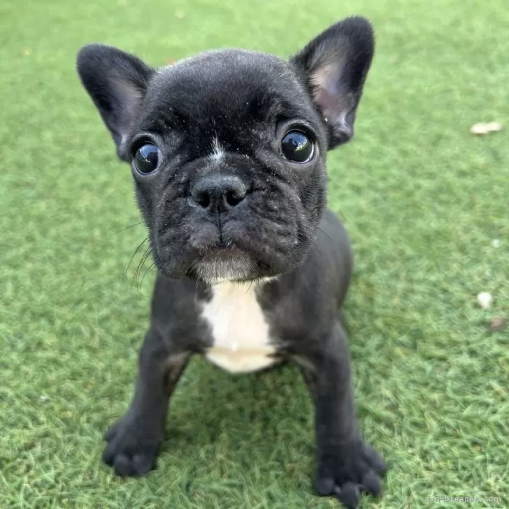 S.O 様のお迎えした子犬