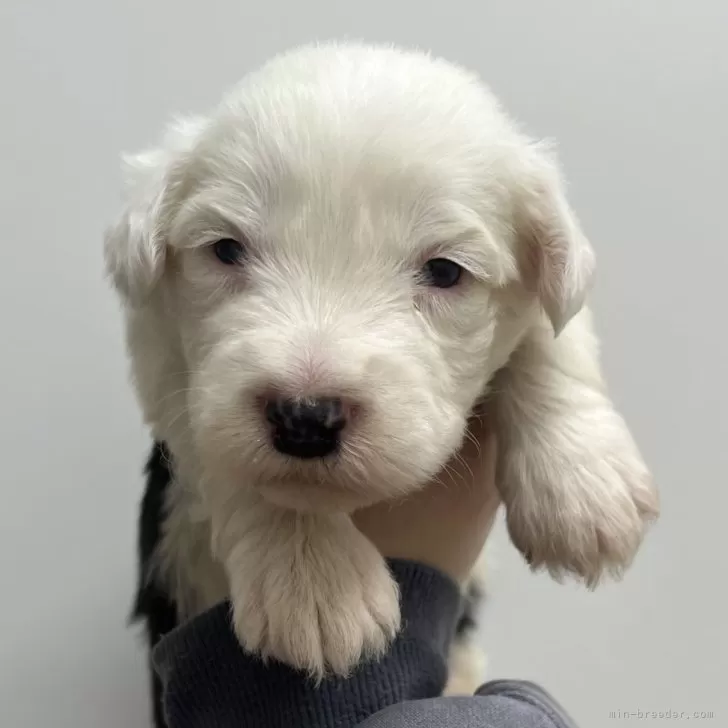 ID：2503-06224の子犬