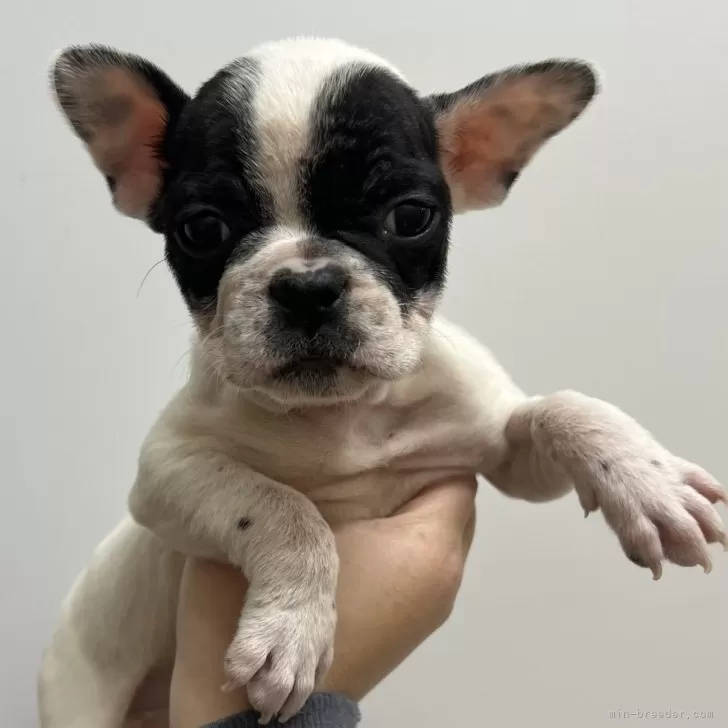 ID：2412-01440の子犬