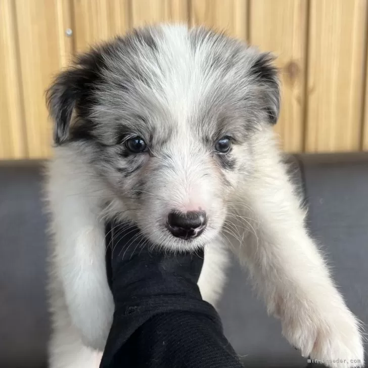 ID:2508-03416の子犬
